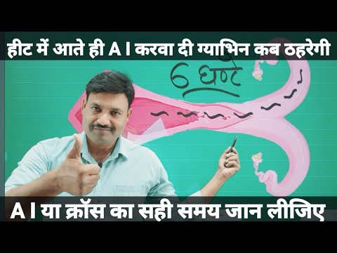 Know the correct time of AI or cross Ramawat