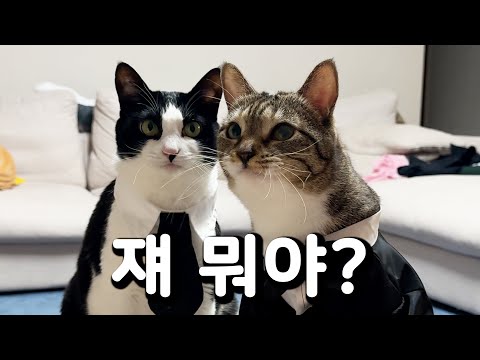 춘봉첨지도 놀란 새로운 스타 고양이의 탄생 [제1회 코리아 캣 탤런트]