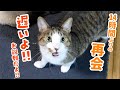 14時間ぶりに飼い主と再会した猫の説教が止まらない