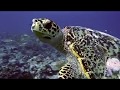 Meeresschildkröte auf Tuchfühlung, Euro-Divers Meeru, Malediven, Schildkröte, Meeresschildkröte, Sea Turtle