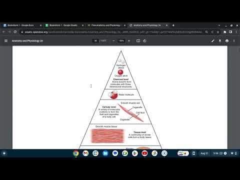 ReEducation OpenStax Anatomy and Physiology 2e 1