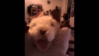 White Christmas Ratpack #4