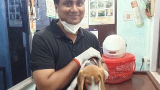How to remove dog smell? Simple and easy solution by Dr Mishra