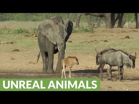 Cheeky Elephant chases animals from "his" watering hole