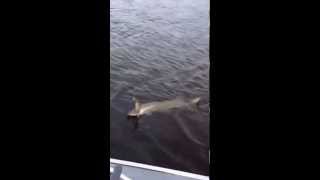 preview picture of video 'Musky Hunter Winnipeg river Kenora'