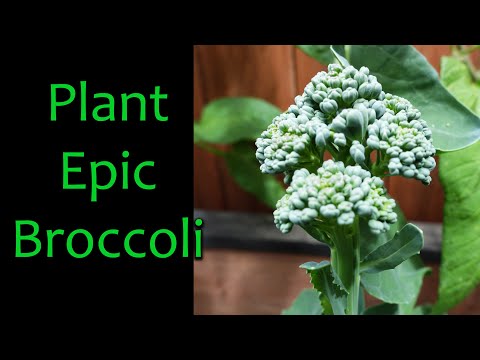 Why Raised Garden Beds Are Better