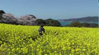 preview picture of video 'Japan's Hidden Treasures ✿ Nokonoshima Island, Fukuoka City - のこのしまアイランドパーク - Japan As It Truly Is'