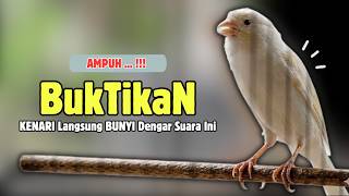 Download lagu Kenari GACOR Panjang Suara PANCINGAN Kenari PAUD Belajar Bunyi Ngeriwik | Masteran Kenari Paud #701 mp3