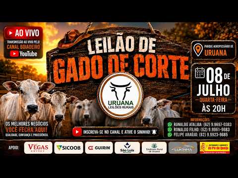 Leilão de Gado -  Uruana Leilões - Leilão de Gado de Corte em Goiás @canal.boiadeiro #live #gado