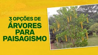 Miniatura do vídeo