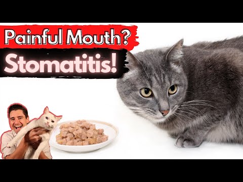 Stomatitis in the Cat: Painful and inflamed mouth/ Dr. Dan explains How to treat and fix stomatitis.