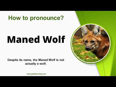 How to Say Maned Wolf [ American Accent ]