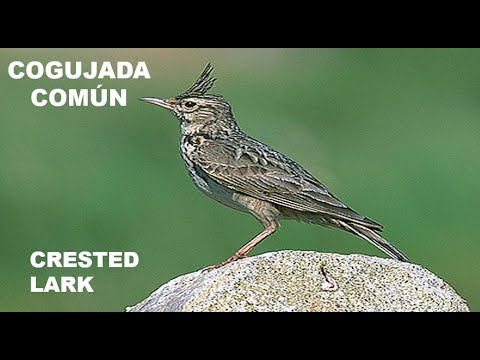 COJUGADA COMÚN | CRESTED LARK | Galerida cristat