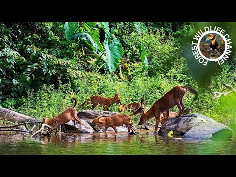 The Dhole, Indian muntjac, Rain Forest wildlife is diverse and abundant | 4K