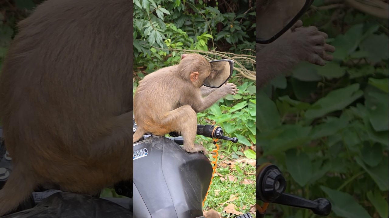 Curious Baby Monkey Tries to Find What's Behind the Mirror