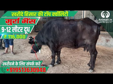 Black murrah buffalo