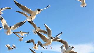 Sento - Nevio Cover by Calais