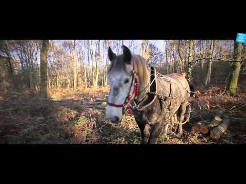 Le renouveau du cheval Percheron...