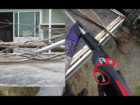 庭木:これが日本のトピアリー芸術の仕組みです 庭の練習