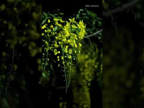 happy vishu #vishnu #happy #bibhu ebinezer