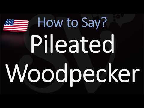 How to pronounce Pileated Woodpecker? (CORRECTLY)
