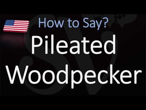YouTube video about: How do you say pileated?