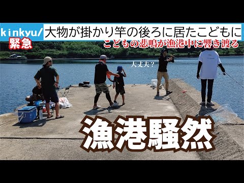 パンガシウス・スッチについて詳しく解説