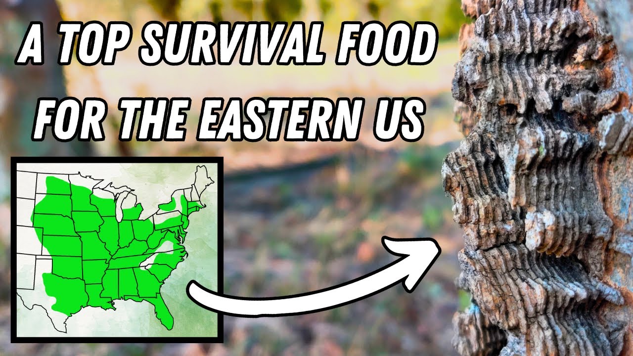 This Layered Bark Indicates a Life-Saving Food Source