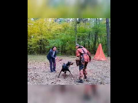Dobermann training Anima Vero Celestina (17 m)
