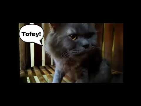 Tobey and Tofey's Family Life (Episode 001)