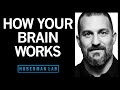 How Your Nervous System Works & Changes