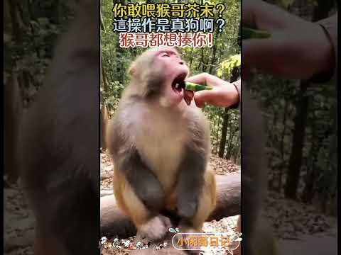 你敢喂猴哥芥末？這操作是真狗啊？猴哥都想揍你！｜Reaction Video
