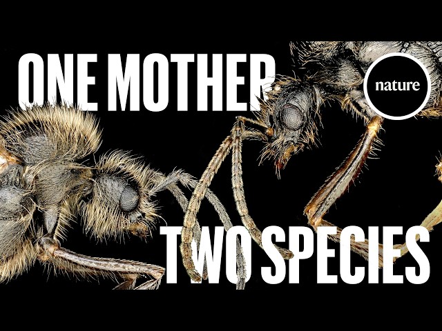 'How is this possible?' — two species birthed by one mother