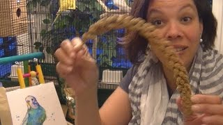 Best Budgie Products