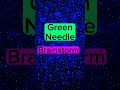 Which Is It? Green Needle or Brainstorm? #shorts