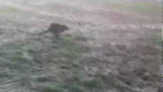 Dallas and Austin on a coon chase