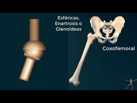 Types of bones and joints