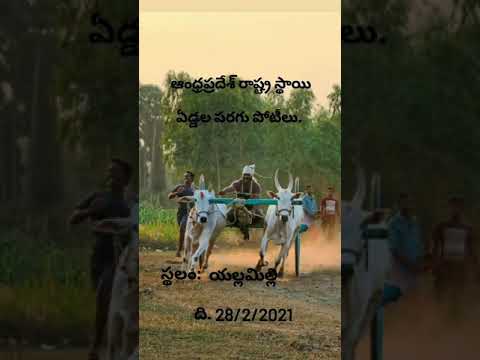 Next race Bull race 28-2-2021 yellamilli