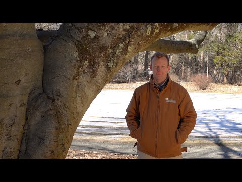 European Beech (Fagus sylvatica)