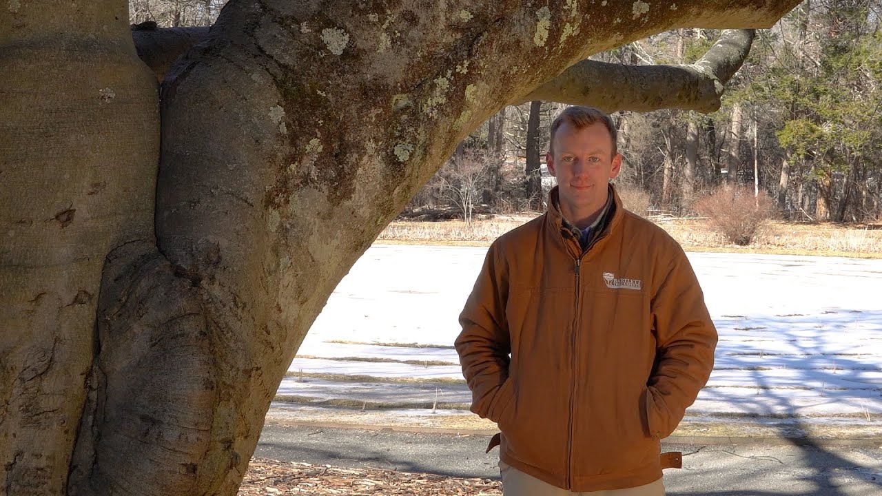 European Beech (Fagus sylvatica)