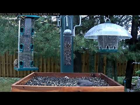 Ontario feeder ~ C Grackle, Dark-eyed Junco, Ruffed Grouse, Purple Finch ~ ©Cornell Lab