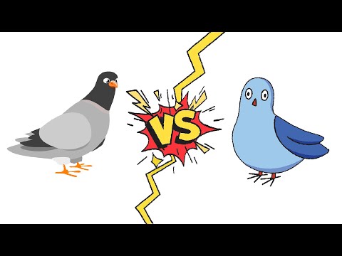 Taube kämpft gegen Taube