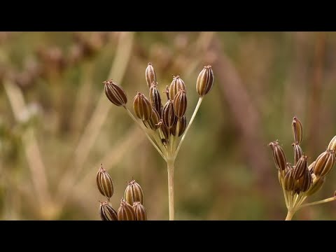 Kümmel - das heilende Gewürz