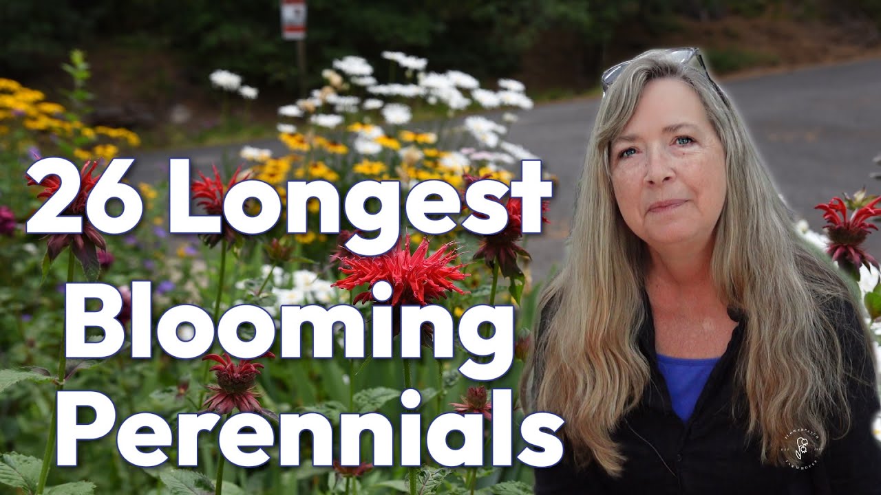 26 Best Longest Blooming Perennials for Continuous Color Every Year
