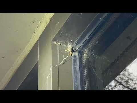 Yellow Jackets Harboring Inside & Underneath Window Frame in Peapack, NJ