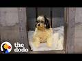 Blind Senior Dog Gets His Very First Toy At 13 The Dodo