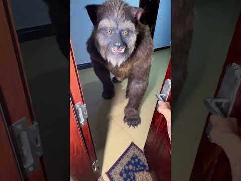 Room blind box #shorts#funny