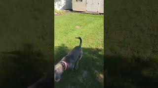 Video preview image #1 American Pit Bull Terrier-Weimaraner Mix Puppy For Sale in Oakhurst, NJ, USA