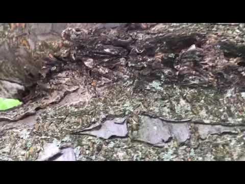 Condominium Complex in Holmdel, NJ Screams Ants