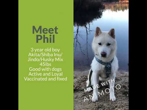 Phil, an adopted Siberian Husky & Shiba Inu Mix in Philadelphia, PA_image-1